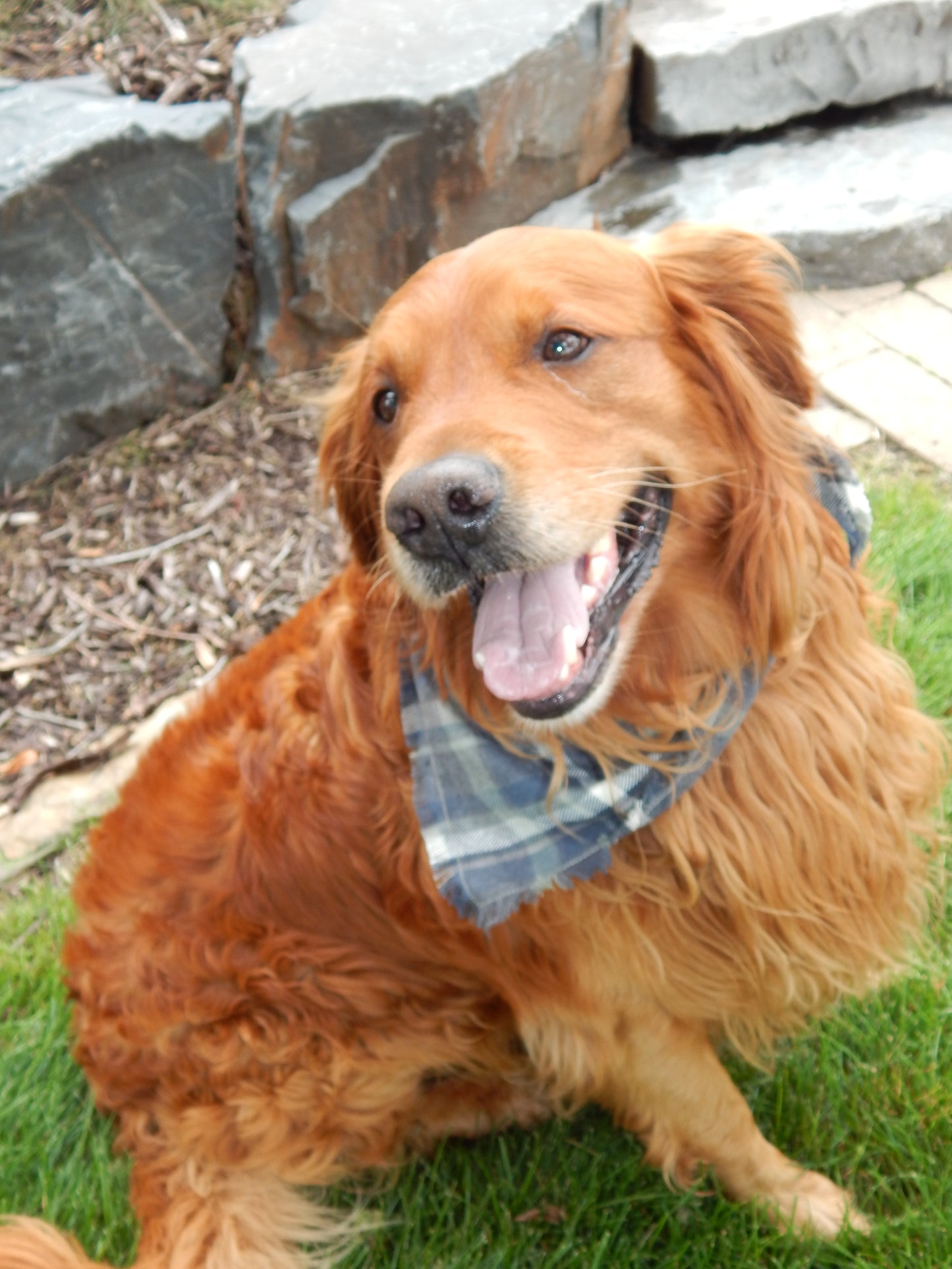 Flannel Dog Scarf | Custom Embroidered Dog Bandana | Dog Gift | Dog and Person Matching Scarf | Fall Flannel | Flannel Scarf | Dog Mom |